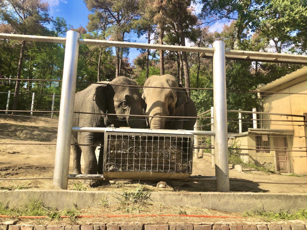 ジョージア子連れ観光するトビリシ動物園